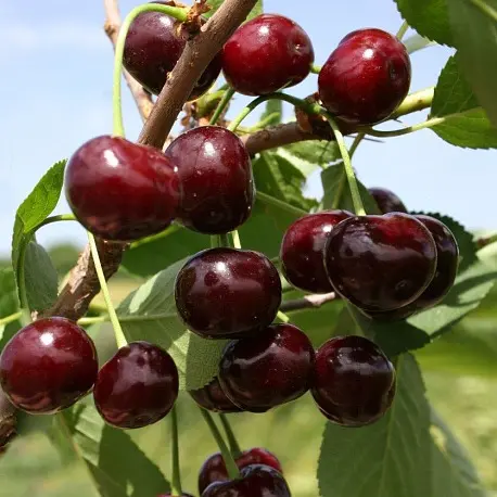 ЖУКОВСКАЯ ВИШНЯ