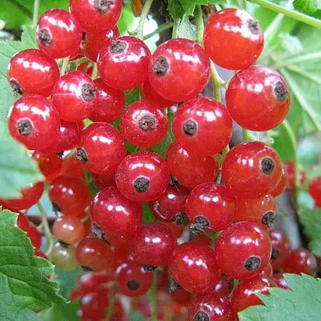 СМОРОДИНА САХАРНАЯ